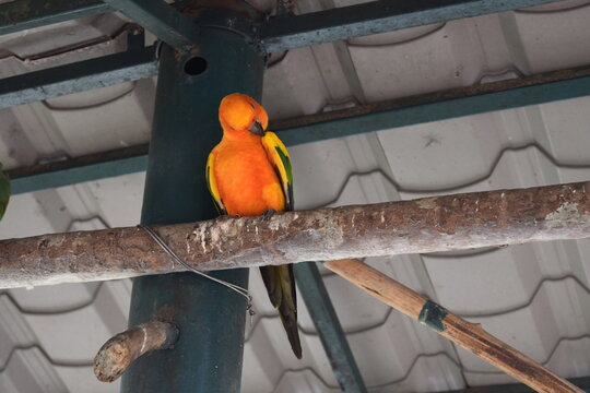 Colorful sun conure Aratinga solstitialis preening its yellow feathers on a wooden perch at KL Bird Park, vibrant orange parrot in Malaysia