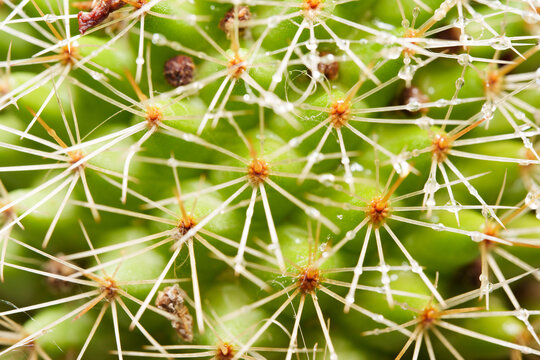 Dew Drops on Green Cactus Spines Macro
