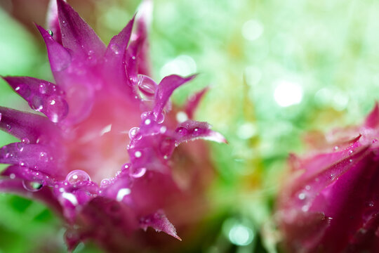 Dewy Pink Cactus Flowers With Soft Green Bokeh