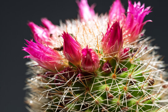 Pink Cactus Flowers With Dewy Spines Macro