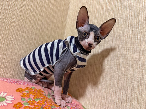 Hairless cat in a blue and white striped sweater poses against a neutral wall