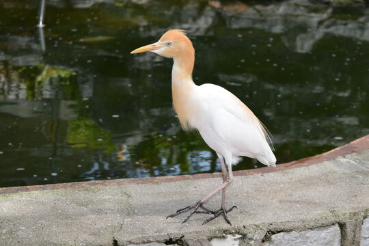 Cattle egret Bubulcus ibis in breeding plumage standing on a stone border looking at camera, white bird with orange neck at KL Bird Park