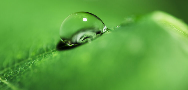 Minimal Dew Drop on Green Leaf Macro