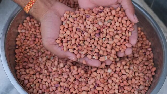 Close-up of hands holding a generous scoop of raw peanuts inside a large metal bowl