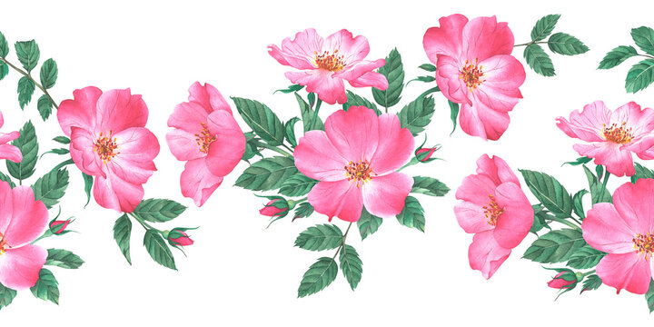 Watercolor border pattern of pink rose hips and buds surrounded by green leaves. Hand-painted. Suitable for packaging, tea, cosmetics, medicines, oils, cards, and fabric