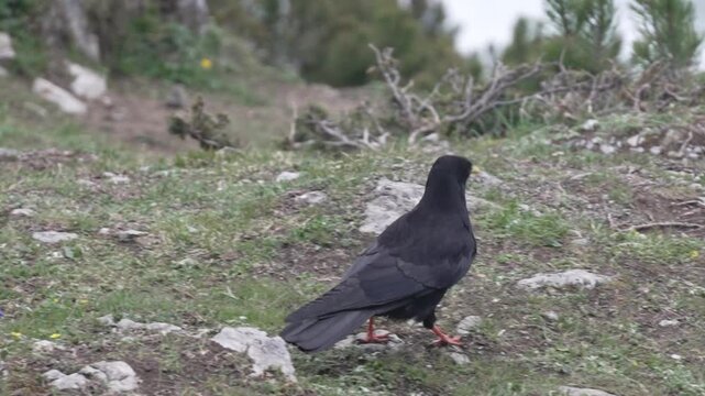 Alpine bird profile. Rocky mountain meadow with black bird pecking among plants. Closeup of glossy feathered alpine chough walking through mountain grass and stones Alpine chough on rocky meadow, blac