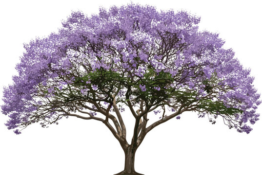 Vector bundle of blooming jacaranda trees, royal crowns, green apples, starling birds, flower gardens, citrus, salads, wreaths, honeycombs, vegetables, and tea