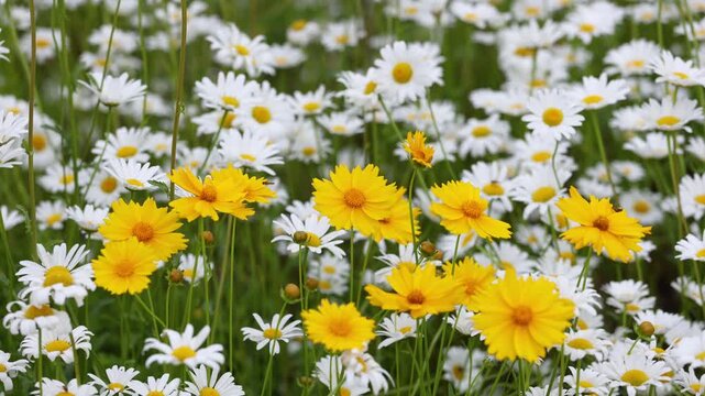 The blooming Leucanthemum maximum in the park.
