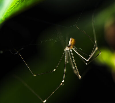 Cellar Spider on Web Beneath Green Leaf Macro