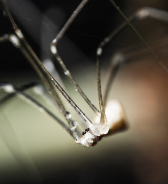 Macro Close-Up of Spider Legs and Body