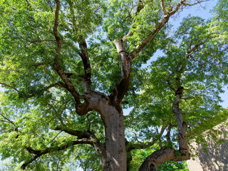 Fototapeta premium Micocoulier de Provence (Celtis australis) arbre d'ombrage de grande envergure à tronc larges, écorce grisâtre marquée de protubérances, branches étalées et rameaux au feuillage dense, vert luisant