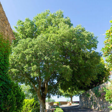 celtis australis, micocoulier de provence, micocoulier du midi, arbre ortie, nettle tree, micocoulier austral, falabreguier, arbre &agrave; sieste, arbre, ornement, paysage, m&eacute;diterran&eacute;en, village, proven&ccedil;al