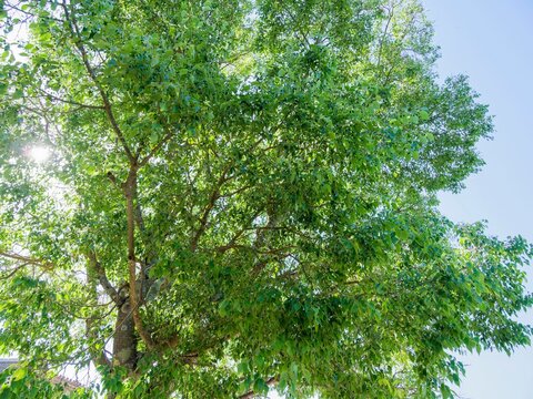 Micocoulier de Provence (Celtis australis), arbre m&eacute;diterran&eacute;en au port arrondi couvert de branches &eacute;tal&eacute;es aux rameaux flexibles couverts de feuilles ovales, vert luisant et finement dent&eacute;es