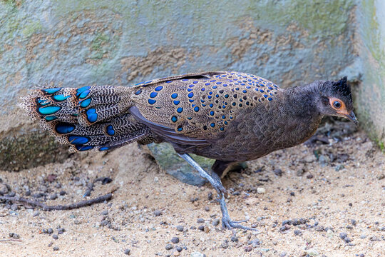 The Malayan peacock-pheasant (Polyplectron malacense) is a medium-sized pheasant of the galliform family Phasianidae.
Their plumage is generally pale brown with small black spots and bands all over,