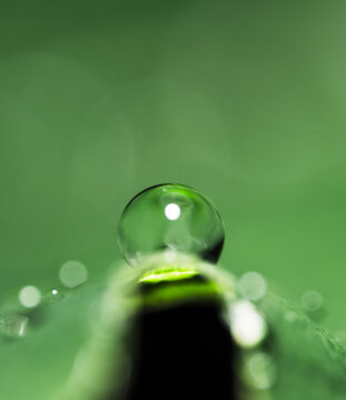 Single Dew Drop on Green Leaf Macro