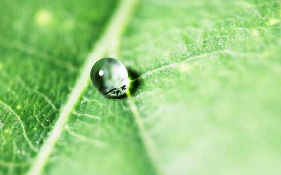 Single Dew Drop on Green Leaf Macro