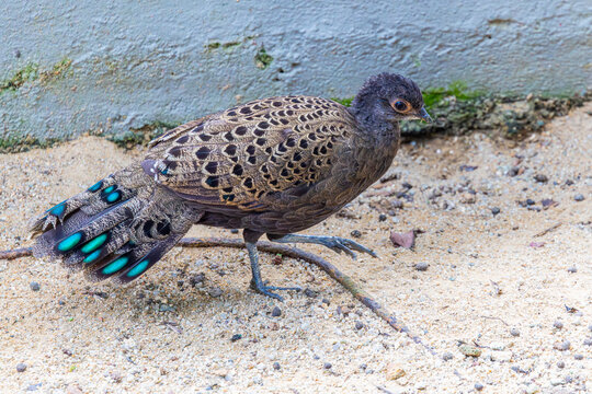 The Malayan peacock-pheasant (Polyplectron malacense) is a medium-sized pheasant of the galliform family Phasianidae.
Their plumage is generally pale brown with small black spots and bands all over,