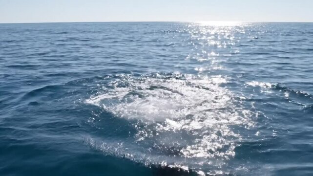 A tiny vaquita porpoise surfaces for air amidst a shimmering splash in the Gulf of California