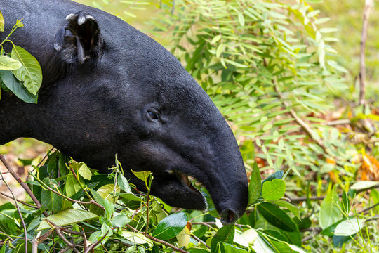 A Malayan tapir. 
It is the largest of the five species of tapir and the only one native to Asia.
The Malayan tapir has rather poor eyesight, but excellent hearing and sense of smell