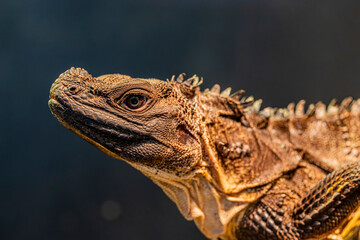 Fototapeta premium Philippine sailfin lizard (Hydrosaurus pustulatus) is an oviparous lizard endemic to several of the islands that make up the Philippines and is also found in New Guinea and Eastern Indonesia.