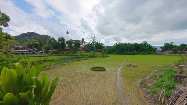 Lush Green Rice Paddies Leading to Traditional Toraja Tongkonan Houses in Distance at Kete Kesu Village Sulawesi Indonesia Wide Landscape 4K Footage