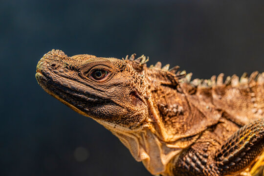 Philippine sailfin lizard (Hydrosaurus pustulatus) is an oviparous lizard endemic to several of the islands that make up the Philippines and is also found in New Guinea and Eastern Indonesia.