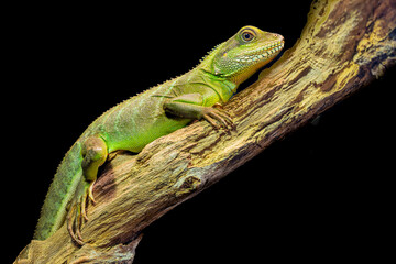 Fototapeta premium Chinese water dragon (Physignathus cocincinus) is a species of agamid lizard native to China and mainland Southeast Asia. Coloration ranges from dark to light green.