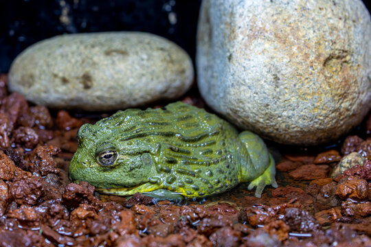 The African bullfrog is a massive African frog known for its powerful jaws, aggressive behavior and impressive size.