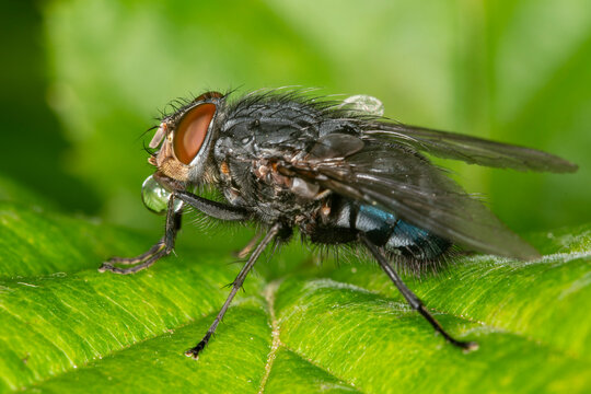A Blue Bottle Fly (Calliphora vicina) at rest on a cypress frond.  Extreme close up showing 'bubbling' behaviour