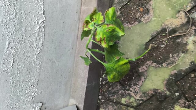 Green Plant Growing Through Concrete Crack in Urban Environment