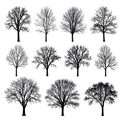 Obraz premium A collection of bare trees in various shapes and sizes on white
