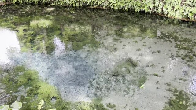 自然の森に湧き出る清流と美しい湧水