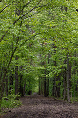 Fototapeta premium The K. A. Timiryazev Park forest park is one of the oldest forest areas in Moscow. Green Alley