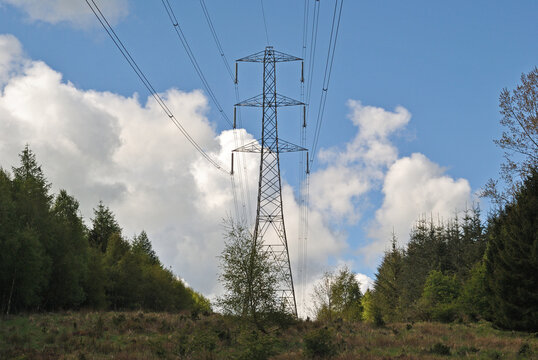 Electricity Pylon in Forest on Sunny Day 