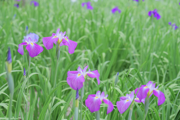 Fototapeta premium Beautiful Japanese iris (Hanashoubu) flowers blooming in early summer