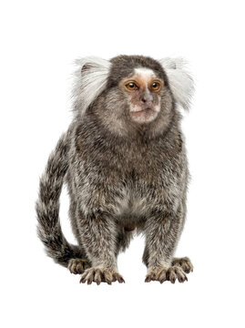 Isolated low angle front view of a common marmoset crouching alertly for environmental poster or scientific media