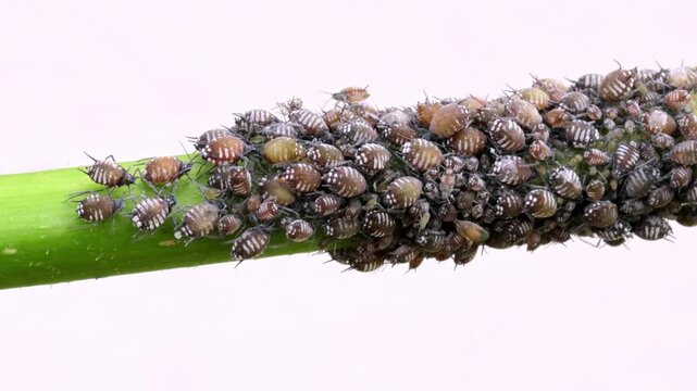 Macro video close-up of an aphid on a plant stem 4k video
