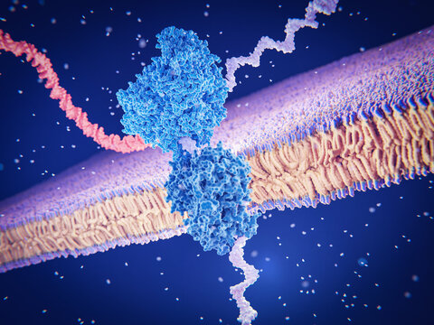 DNA sequencing nanopore. DNA polymerase (light blue), double-stranded DNA (red), single-stranded DNA (light violet), nanopore CsgG  (dark blue).  
