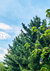 Fototapeta premium Tall cedar tree branches and fresh green chestnut leaves against a bright blue sky with white clouds. Spring nature scene. Outdoor landscape and ecology background for design projects.