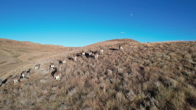 Aerial shot of running blue sheep herd/bharal in Tibet
