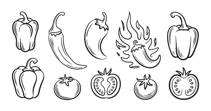 Outline drawing collection of chili peppers and tomatoes simple line art style vector.