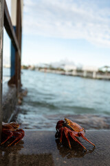 Obraz premium Vertical perspective of crabs on seaside dock, Galapagos, Ecuador. Tall orientation image showing colorful marine wildlife on wet concrete by ocean.