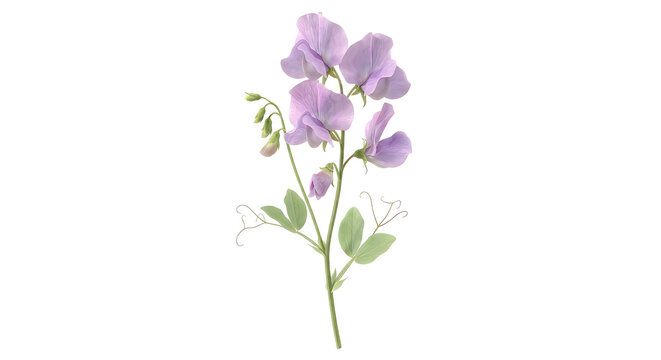 Purple sweet pea flowers with green leaves