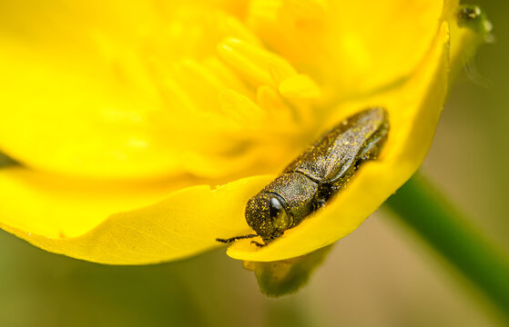 metallic wood-boring beetle (Anthaxia quadripunctata) on yellow flower