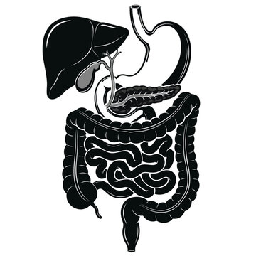 Human Digestive System Organs with Liver Stomach and Intestines