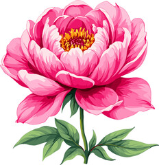 Obraz premium Large blooming pink peony flower with layered petals for botanical illustrations wedding invitations greeting cards floral branding and elegant decorative designs isolated on transparent background