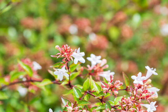 Close up of delicate white abelia flowers blooming on branches with green leaves in a summer garden background