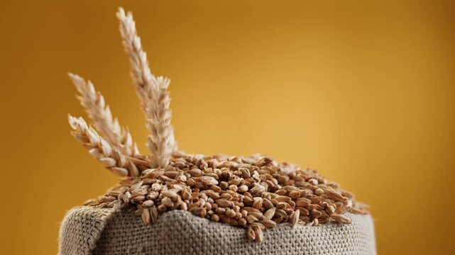 Wheat Seeds in Burlap Sack Close-Up