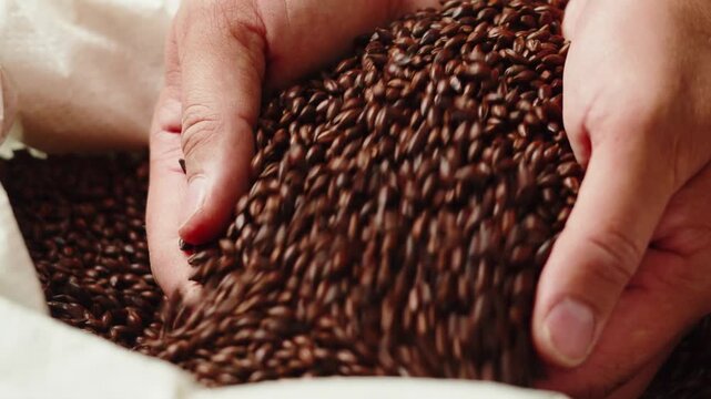 Hands Holding and Pouring Barley Grains Close-Up