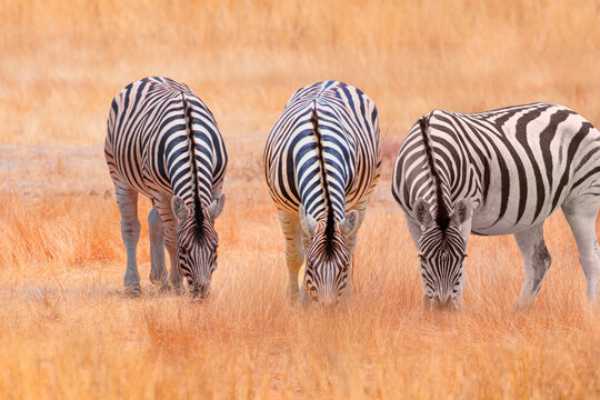 A group of zebras standing among the yellow grass in Etosha National Park in Namibia, in the African savannah, during a safari - Etosha National Park, Namibia